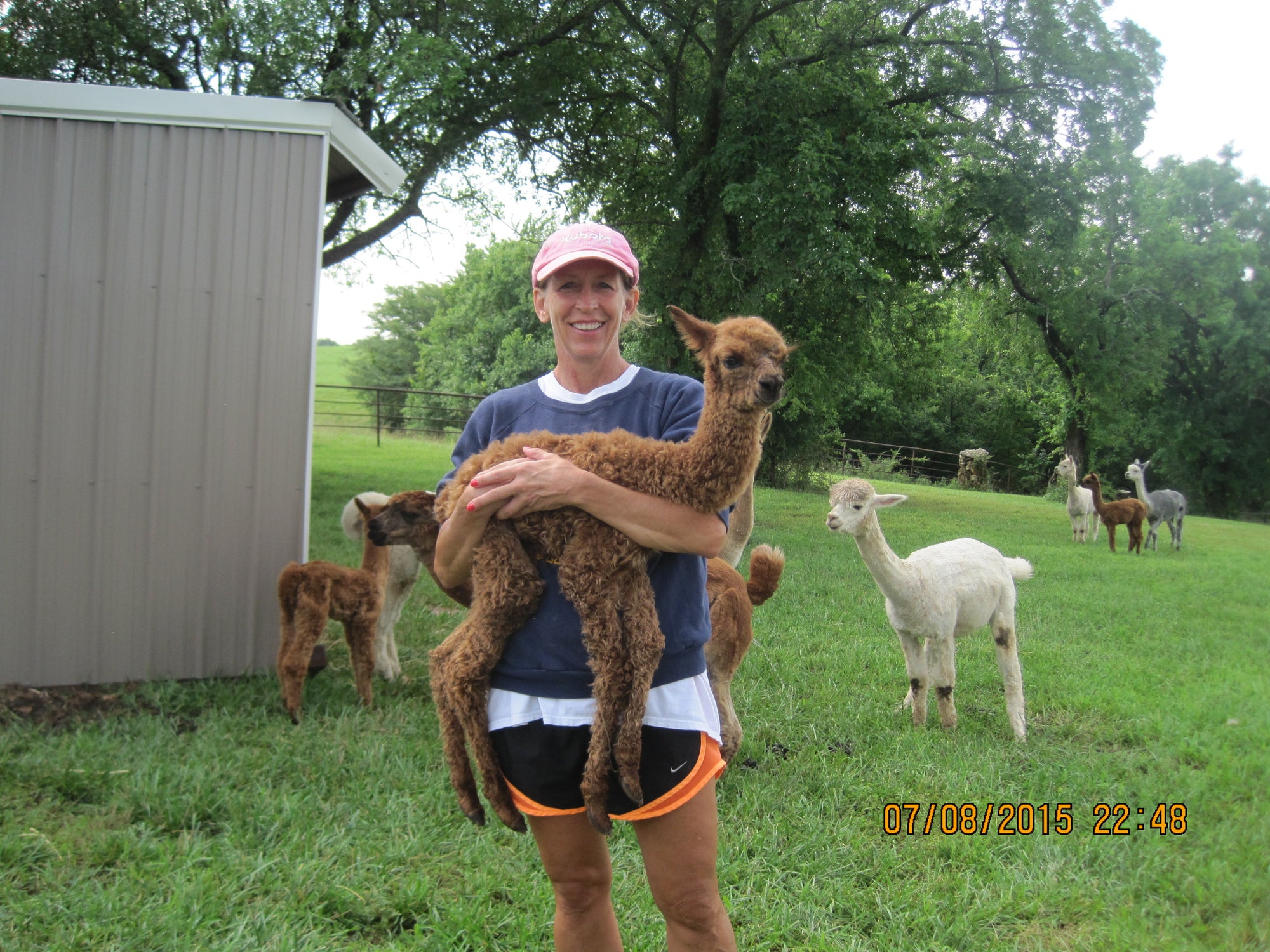 Timber View Farm Alpacas